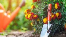 Imagen de Huerta en casa: qué sembrar en marzo para tener rápido tu propia producción