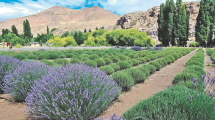 Imagen de Tiempo de cosecha en el campo de lavanda de Villa Llanquín: aromas, color y sonidos