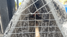 Imagen de Rescataron dos cardenales de copete rojo en el Alto Valle: estaban en cautiverio ilegal