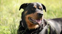 Imagen de Imágenes sensibles: Una mamá salvó a su hijo del ataque de un Rottweiler