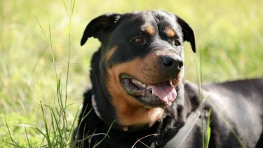 El ataque de un perro Rottweiler.