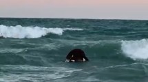 Imagen de Video | Las Grutas: sacaron la vaca que llegó flotando desde el mar y causó revuelo en la costa rionegrina