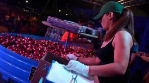 Fiesta de la Manzana 2025 en Roca: cuáles serán los concursos este año y qué premios ofrecerán