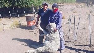 En peligro: ganaderos de Río Negro resisten entre depredadores y el bajo precio de la lana