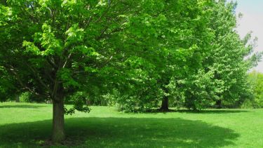 A la hora de elegir el árbol perfecto para el jardín, es clave considerar tanto la estética como la funcionalidad.