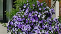 Imagen de La planta arbustiva ideal para decorar tu casa: fácil de cuidar y con flores que cambian de color