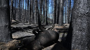 Legisladores de Río Negro quieren comisión investigadora y recompensa por los incendios