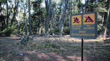 Imagen de Bosques nativos en Río Negro: prometen resolver los incumplimientos