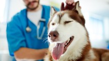 Imagen de Suman nuevos días y horarios para castraciones gratis de perros y gatos en Cipolletti: cuándo y dónde serán