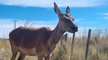 Imagen de Una cierva golpeada en Junín de los Andes: «Quizás producto de un choque», señaló Fauna
