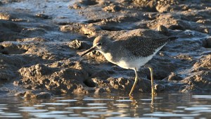 Los vecinos de los cangrejos: cinco especies en la hermosa playa de la Patagonia en la que desemboca un gran río
