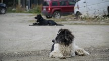 Imagen de Lo quiso morder un perro en Neuquén, le pegó al dueño y lo amenazó con un arma de guerra