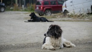 Lo quiso morder un perro en Neuquén, le pegó al dueño y lo amenazó con un arma de guerra