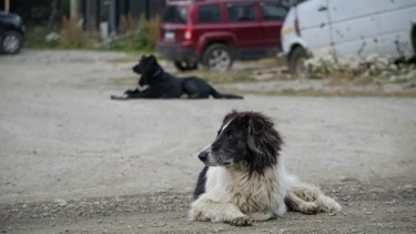 Lo quiso morder un perro en Neuquén, le pegó al dueño y lo amenazó con un arma de guerra. Foto: archivo