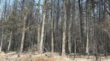 Imagen de Detuvieron el avance del incendio en El Pedregoso, cerca de El Hoyo: sigue el desvío en Ruta 40