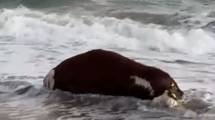 Imagen de Video | Las Grutas: una vaca muerta flotando en el mar asustó a los turistas este sábado