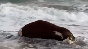 Una vaca muerta apareció en el mar de Las Grutas.