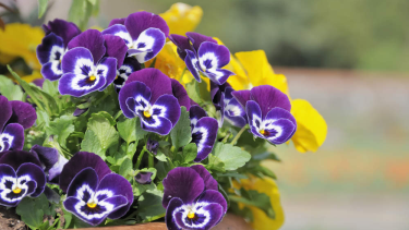 Cuatro plantas ideales para sembrar en febrero y disfrutar de un jardín lleno de flores en primavera