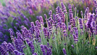 En menos de un mes, tu lavanda estará creciendo con vigor.-