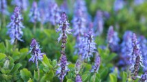 Imagen de Esta planta es similar a la lavanda, pero crece más rápido y tiene un aroma muy especial
