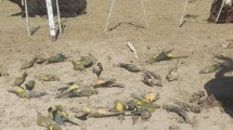 Imagen de «Son más de 250 los loros muertos» cerca de Chos Malal: esperan que Senasa investigue