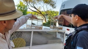 Rescatan aves capturadas ilegalmente en Roca y descubren a un hombre de La Pampa con varias trampas