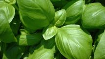 Imagen de Estas plantas de fácil cuidado sirven para tener a los mosquitos alejados de tu casa