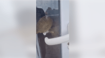 Imagen de Video | Dos grandes ratas en una carnicería de Las Grutas: «Debe estar clausurada por eso»