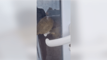 Ratas en una carnicería de Las Grutas. Crédito: último Momento Noticias. 