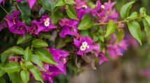 Imagen de La planta trepadora que deslumbra con sus flores rosas y violetas: crece rápido y requiere cuidados básicos