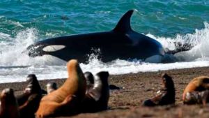 Semana de las Orcas en Puerto Madryn: mirá por qué turistas de todo el mundo llegan a Península Valdés 