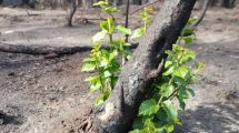 Imagen de A poco más de un mes del incendio de El Bolsón, ya se observan rebrotes de algunas especies