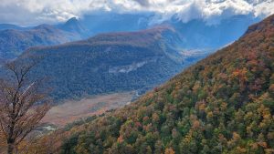 Un estudio advierte sobre el futuro de las lengas en la Patagonia con el aumento de la temperatura