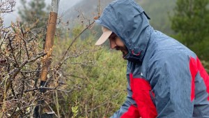 Incendios: cómo es la experiencia de reforestación en la Comarca que «se transpolará» a El Bolsón