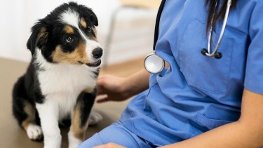Realizan una campaña de esterilización gratis para perros y gatos en Cutral Co: cuándo y dónde es
