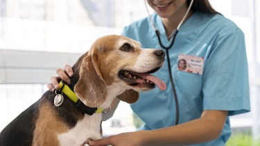 Habilitan turnos para castraciones de perros y gatos durante marzo 2025 en Centenario: cómo acceder