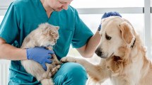 Imagen de Neuquén: cómo obtener un turno para castraciones de perros y gatos en abril 2025