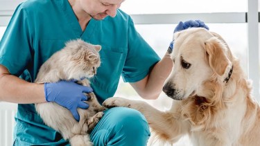 Castraciones de perros y gatos para abril 2025 en Neuquén.