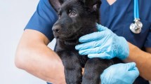 Imagen de Centenario: habilitan turnos para castraciones de perros y gatos en abril 2025