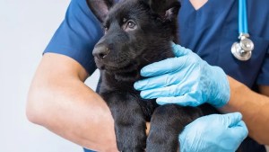 Centenario: habilitan turnos para castraciones de perros y gatos en abril 2025