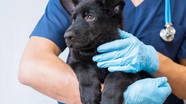 Castraciones de perros y gatos en Centenario para abril 2025.