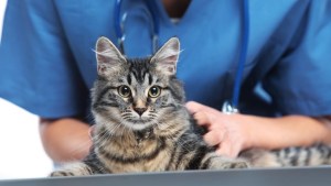 Castraciones para perros y gatos en Neuquén durante marzo 2025: dónde y cuándo se realizarán