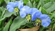 Imagen de Esta hermosa planta crece como un yuyo y sus flores tienen propiedades curativas