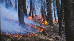 Tras los incendios, una campaña impulsa la reforestación en Mallín Ahogado 