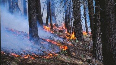 Los incendios en Mallín Ahogado, Río Negro, ocasionaron pérdidas importantes en viviendas y ecosistemas/Archivo Imagen Ilustrativa Alan Taylor