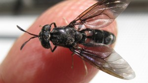 Qué hace la mosca soldado negra y cómo puede utilizarse