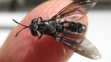 Qué hace la mosca soldado negra y cómo puede utilizarse