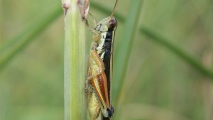 Cuántos insectos por metro cuadrado pueden colapsar a los humedales patagónicos 