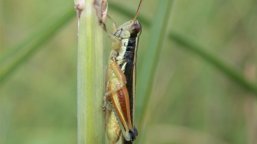 Cuántos insectos por metro cuadrado pueden colapsar a los humedales patagónicos 