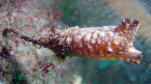 Imagen de Qué es Styela clava, la especie marina que investigan cerca de Las Grutas